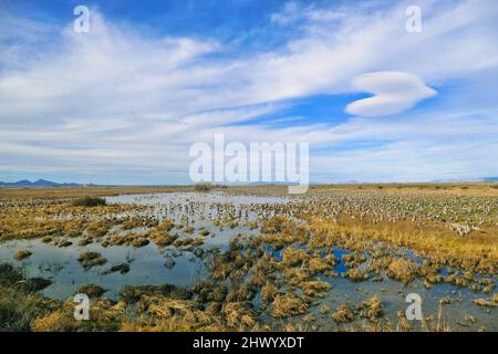 Thousands of Sandhill cranes (Grus canadensis) gather each winter in Whitewater Draw, in the southern Sulphur Springs Valley near McNeal, Arizona, USA Stock Photo