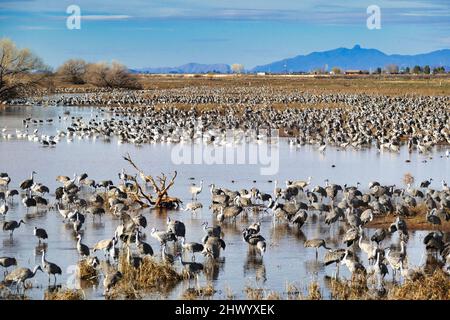 Thousands of Sandhill cranes (Grus canadensis) gather each winter in Whitewater Draw, in the southern Sulphur Springs Valley near McNeal, Arizona, USA Stock Photo