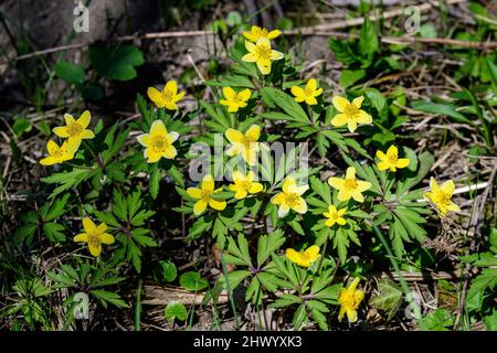 Close up of delicate yellow flowers of Ranunculus repens plant commonly known as  the creeping buttercup, creeping crowfoot or sitfast, in a garden in Stock Photo