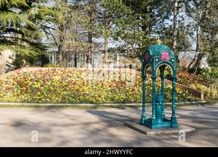 A bed of brightly coloured polyanthus behind the Victorian William Hall  drinking fountain in Mowbray Park, Sunderland, north east, England UK Stock Photo