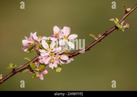 Apple Blossom; Spring; UK Stock Photo
