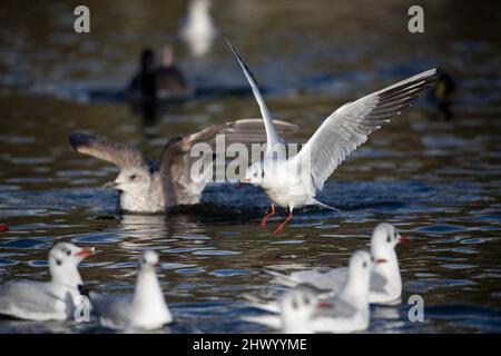 Black Headed Gull; Chroicocephalus ridibundus; Flight; Landing; Cornwall ; UK Stock Photo