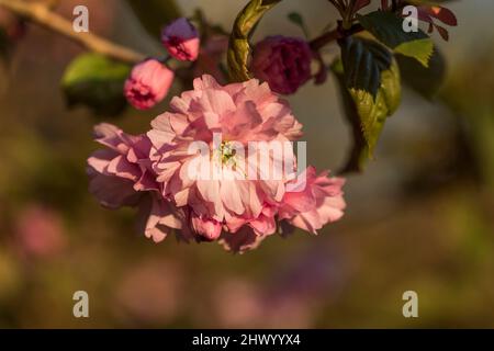 Cherry Blossom; Spring; UK Stock Photo