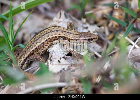 Common Lizard; Zootoca vivipara; Devon; UK Stock Photo