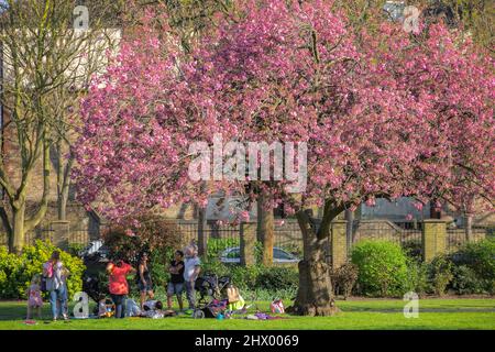 London, UK - April 19, 2021 - Park visitors in the shade of a cherry tree in bloom at King George’s Field near Canada Water Stock Photo