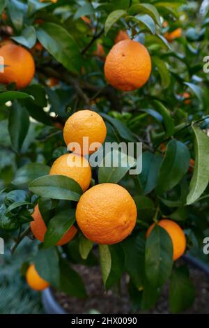 orange fruit of  Citrus volkameriana Stock Photo