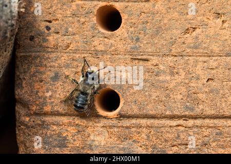 Patchwork Leaf Cutter Bee; Megachile centuncularis; at Insect House; UK Stock Photo