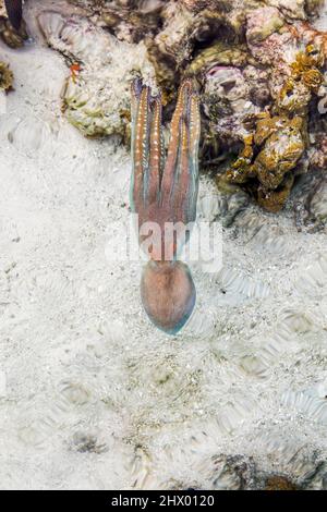 Common Octopus; Octopus vulgaris; Swimming; Maldives Stock Photo