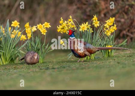 Pheasant; Phasianus colchicus; Pair; in Daffodils; UK Stock Photo