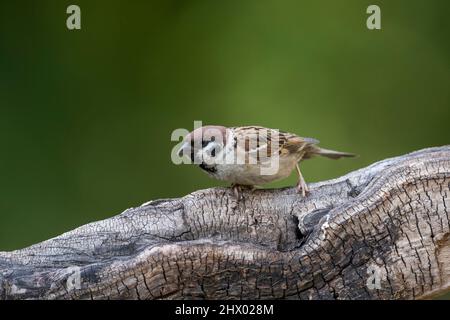Tree Sparrow; Passer montanus; UK Stock Photo