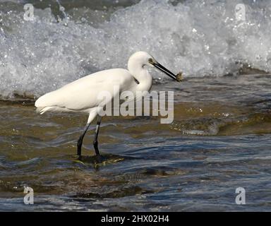 Little egret hunt fish in the sea Stock Photo