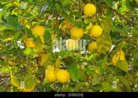 Ripe lemons on tree Stock Photo