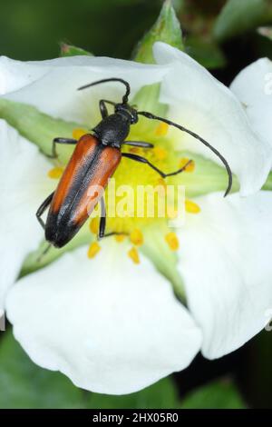 Macro shot of a black-striped longhorn beetle (Stenurella melanura) seen on on the strawberry flower. Stock Photo