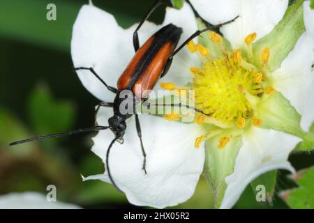 Macro shot of a black-striped longhorn beetle (Stenurella melanura) seen on on the strawberry flower. Stock Photo