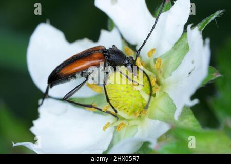 Macro shot of a black-striped longhorn beetle (Stenurella melanura) seen on on the strawberry flower. Stock Photo