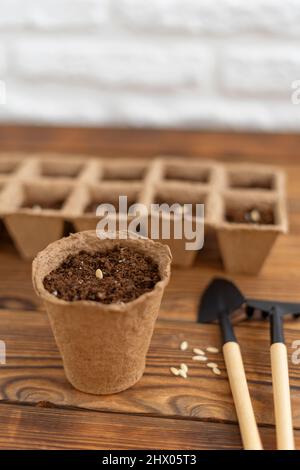 Planting seeds into peat pot on old grunge wooden table. Sowing cucumber seeds in soil. Home gardening. Top view. Selective focus. Stock Photo