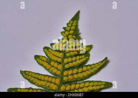 View of the underside of a fern leaf full of yellow spores prepared to reproduce Stock Photo