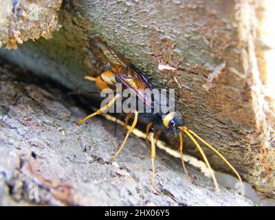 Giant Woodwasp, Banded Horntail, or Greater Horntail (Urocerus gigas). Female laying eggs to spruce logs. Stock Photo