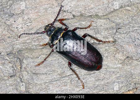 The female or Sawyer (Prionus coriarius) male on old wood. Stock Photo