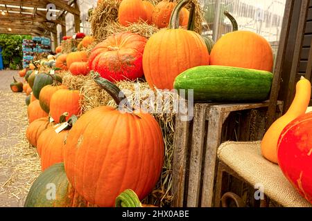 Harvested pumpkins (Cucurbita) lined up for sale on bales of hay. Stock Photo