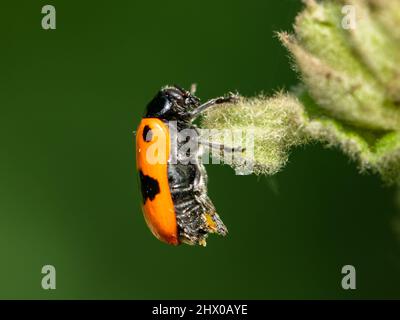 Closeup of a four-spotted leaf beetle (Clytra laeviuscula) resting on a flower, green background Stock Photo
