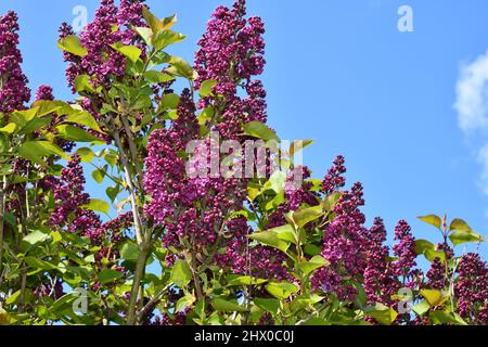 Purple lilac bush' Syringa Vulgaris flowers against a blue sky in a Somerset country garden in spring. Stock Photo