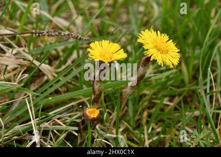 Colts Foot (Tussilago farfara) a member of the groundsel tribe in the daisy family Asteraceae, Stock Photo