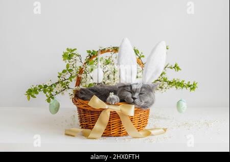 Sleeping cat with bunny ears in a spring flower basket. Easter greeting card with a British shorthair cat. Beautiful Easter composition. Stock Photo