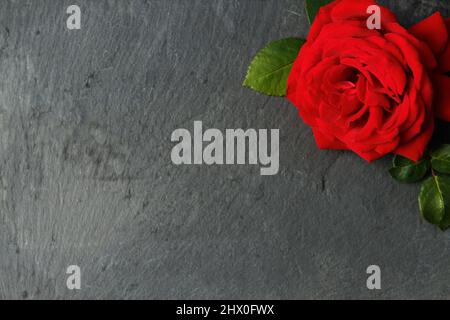 red rose on dark background Stock Photo