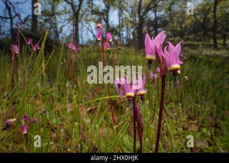 Henderson's shooting star (Dodecatheon hendersonii) a pretty wildflower growing in an oak savannah in Sonoma county, Northern California, USA. Stock Photo