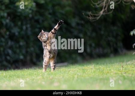 cat hunting insect outdoors in the garden jumping up raising paw with copy space Stock Photo