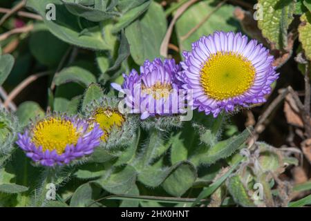 Seaside Fleabane (Erigeron glaucus) a daisy, growing wild in Northern California along the Lost coast trail in Humboldt county. Stock Photo