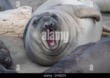 A recently weaned northern elephant seal (Mirounga angustirostris) pup laying on the beach and roaring on the Lost Coast of California. Stock Photo