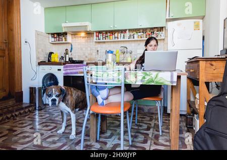 front view of young caucasian venezuelan woman in the kitchen of her house sitting working on the laptop and her boxer dog standing next to her Stock Photo