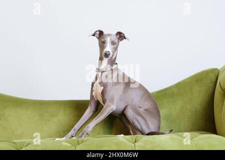 Italian greyhound in studio. Sitting up looking at camera. Blue greyhound with no people. Purebred domestic dog posing. Stock Photo