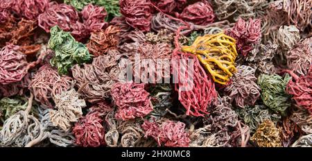 Dried painted colorful plants of Jericho rose, heart of desert, hand of Mary, Anastatica hierochuntica as souvenir for tourists om market in Egypt Stock Photo