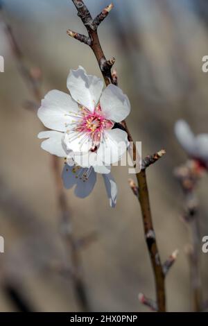 Cluster of white and pink almond flowers in winter, close-up Stock Photo
