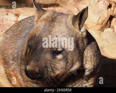 A closeup portrait of an attractive sturdy Southern Hairy-nosed Wombat enjoying the sunshine. Stock Photo