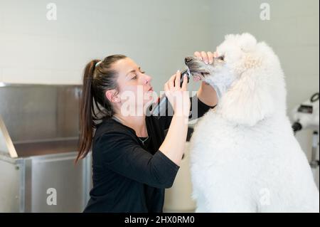 Young female groomer shaving under the snout of a giant white poodle Stock Photo