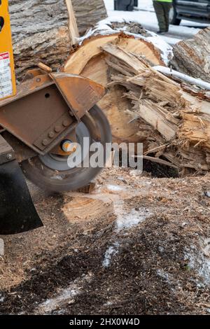 Detroit, Michigan - Workers for Detroit Grounds Crew remove unwanted and diseased trees in a Detroit neighborhood. Stock Photo