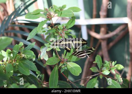 Zebra longwing or Heliconius charithonia harassing a King swallowtail butterfly or Papilio thoas resting on a plant at Butterfly wonderland. Stock Photo