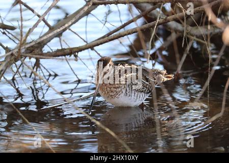 Wilson's snipe or Gallinago delicata searching for food in shallow water under a small tree at the Riparian water ranch in Arizona. Stock Photo