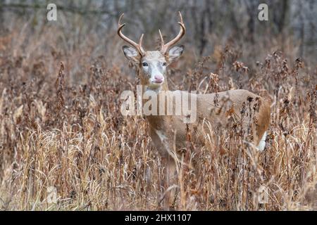 Piebald White-tailed Deer, Odocoileus virginianus, in Central Michigan ...