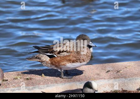 Female Wigeon or Mareca americana standing on the bank of a lake at Green valley park in Payson, Arizona. Stock Photo