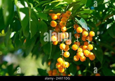 Golden dewdrop fruits (Duranta repens) Stock Photo