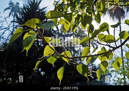 Sacred fig leaves (Ficus religiosa) Stock Photo