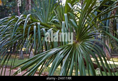 Exotic palm tree (Mauritiella aculeata), Rio de Janeiro Stock Photo