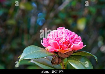 Japanese camellia flower (Camellia japonica) Stock Photo