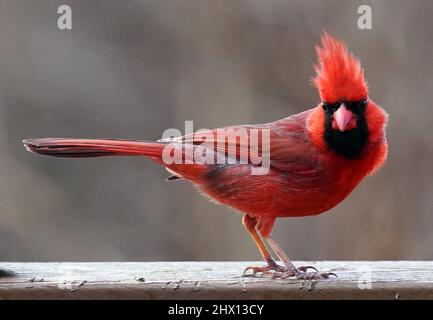 Male Northern Cardinal on the bird feeder Stock Photo