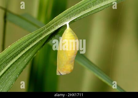 Pupa of Common Evening Brown Butterfly caterpillar, Melanitis leda, hanging from a grass blade. Coffs Harbour, NSW, Australia Stock Photo